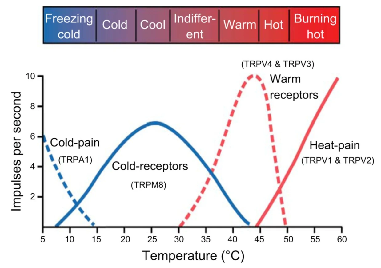 temperature-presteramera-umara-shirt.png