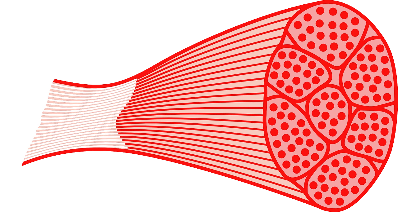 skeletal-muscle
