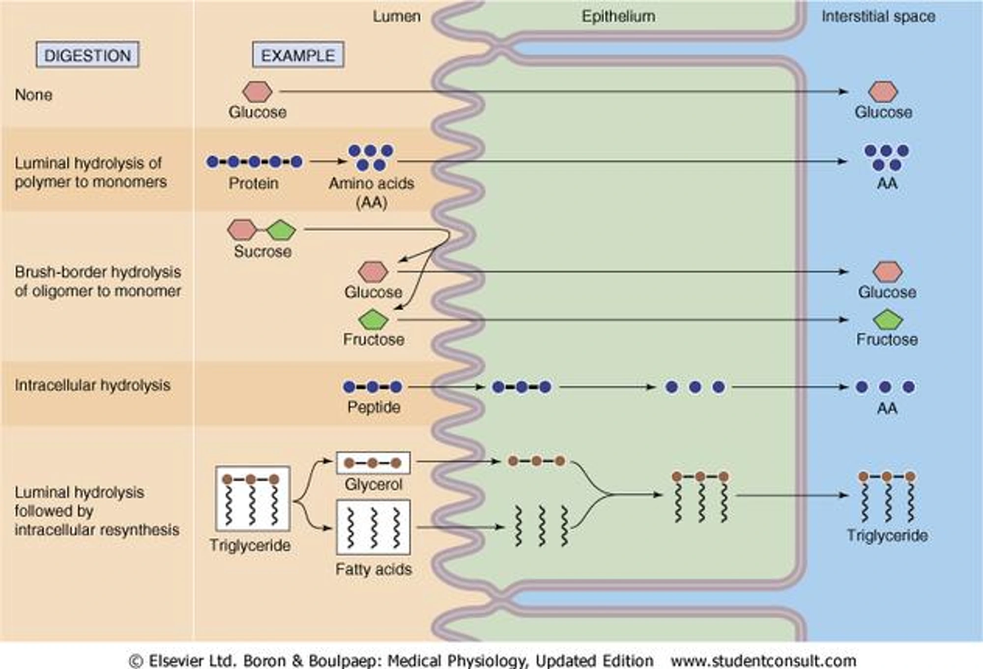 intestinal-membrane.jpg