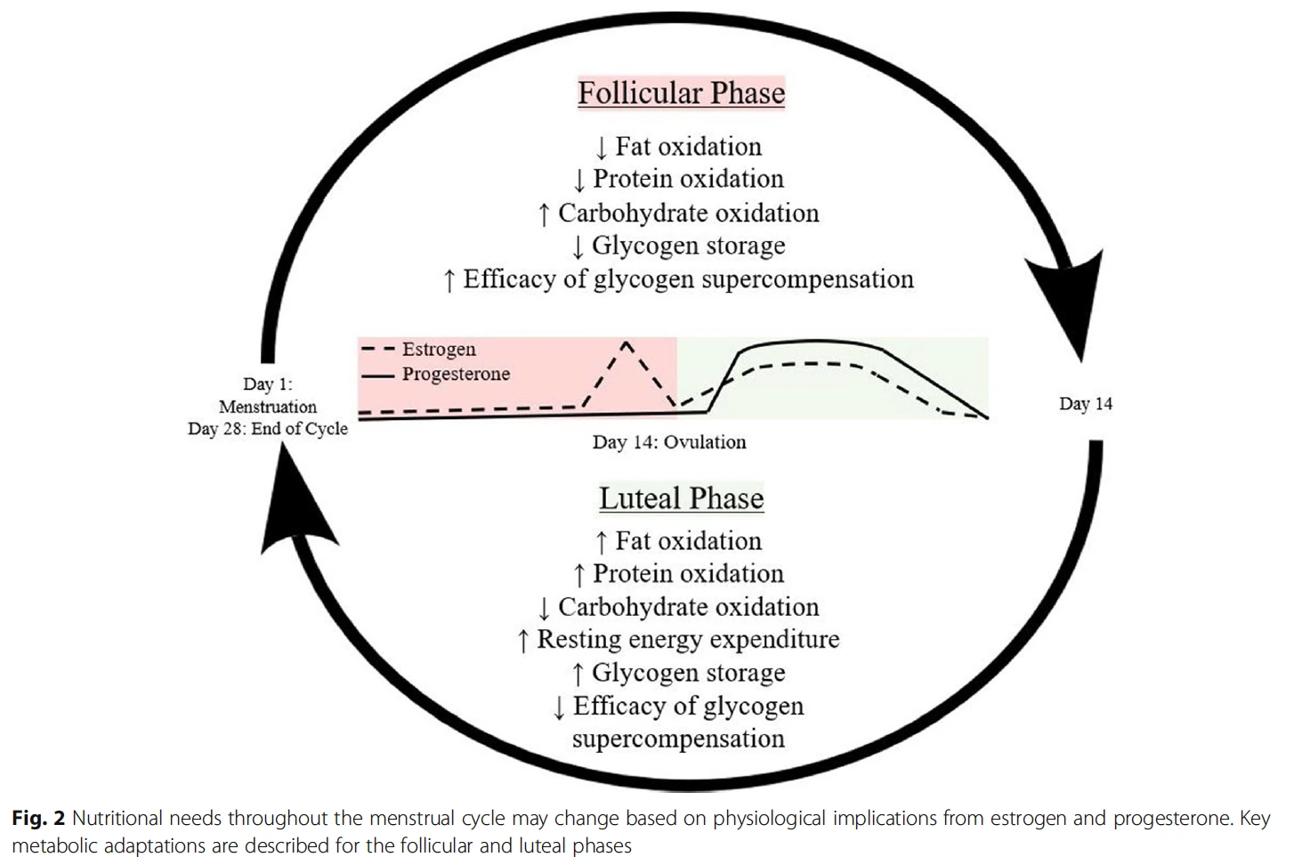 metabolic-differences-menstrual-phases-perform-more.png