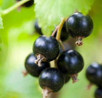berry-71565-640-e1430770436223_1.jpg