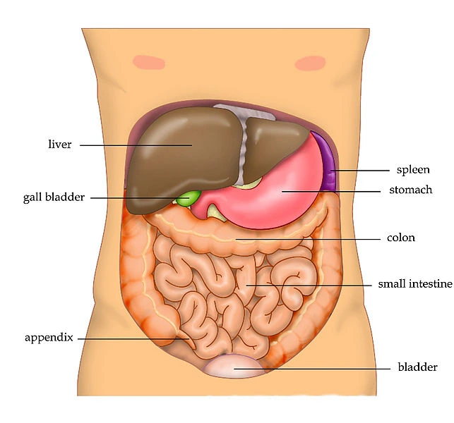 anatomy-abdomen-tiesworks.jpg